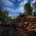 1Palette bois de chauffage – 25 cm – 3 stères – Image 4