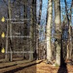 Bois de chauffage au choix 5 à 500 kg pour four et cheminée – Image 5